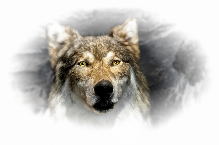Wolf's Intense Gaze