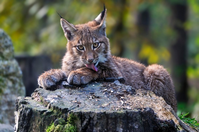 Lynx cub grooming on a tree stump