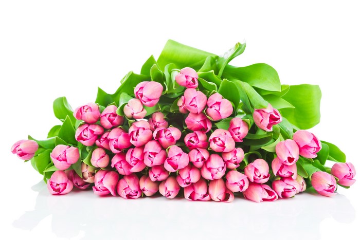Many Pink Tulips