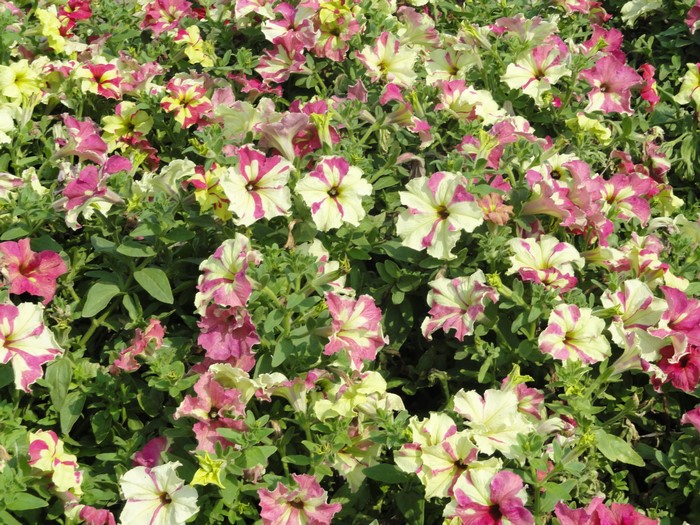 Many pink and yellow petunias in a garden