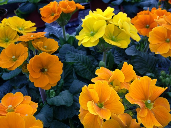 Orange and yellow primula flowers