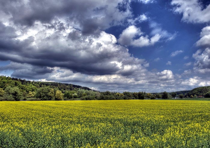 Field of yellow flowers under a cloudy sky