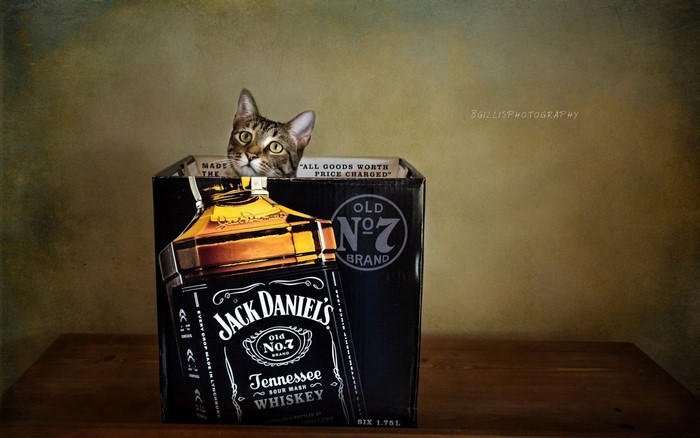 Cat peeking out of Jack Daniel's box