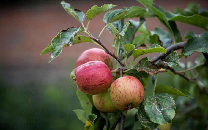 Apples on a branch with leaves