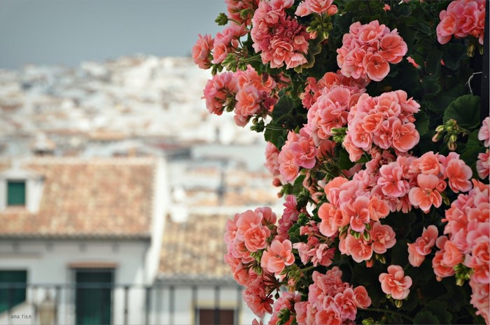 Pink Geranium Flowers with White Buildings in Background