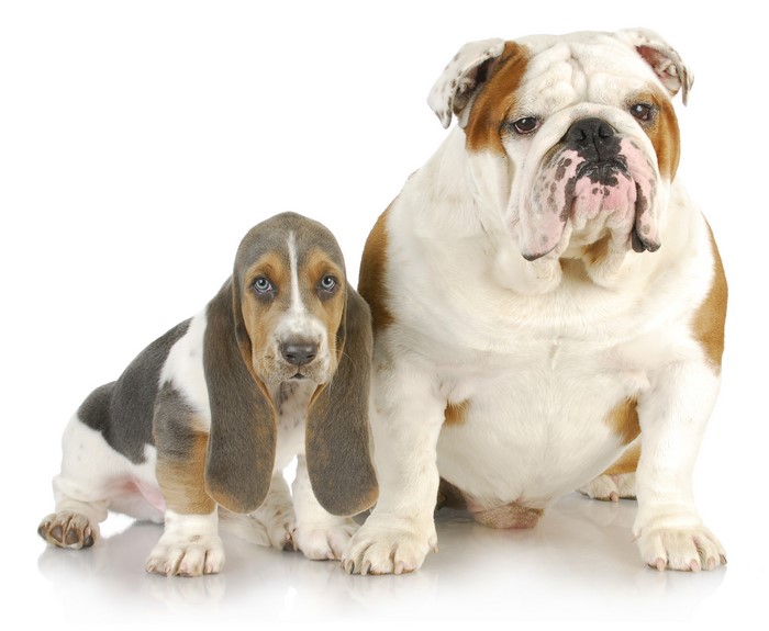 Bulldog and Basset Hound puppies