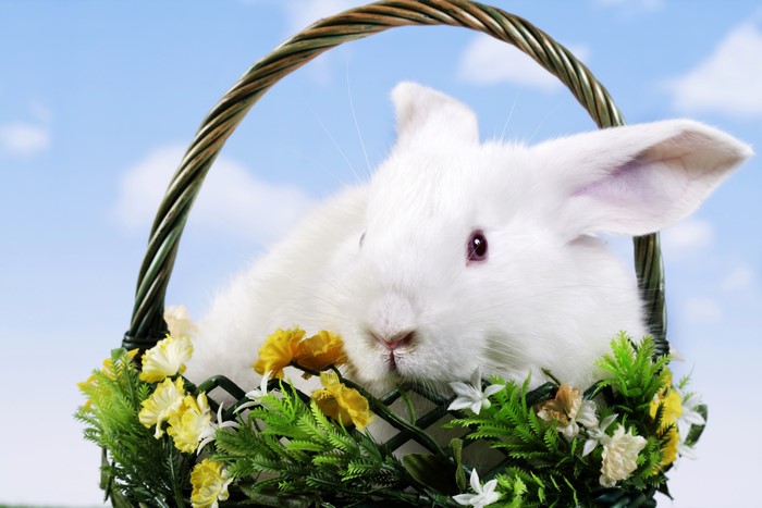 White rabbit in a wicker basket with flowers