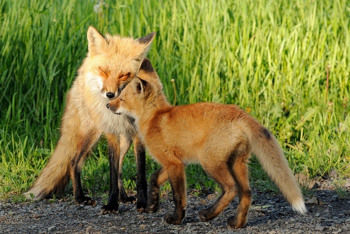 Two foxes in tall green grass