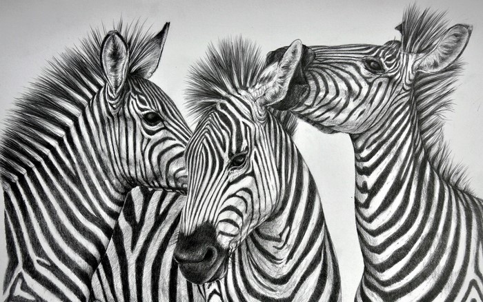 Three zebras in a close-up pencil drawing