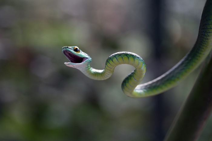 Green snake with mouth open