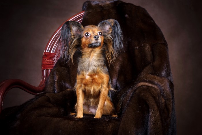 Russian Toy Terrier sitting on a fur-covered armchair