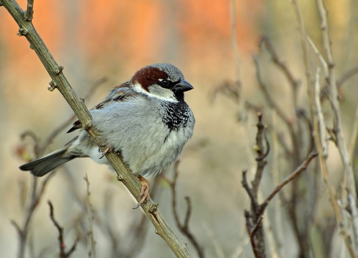 Male House Sparrow perched on a branch