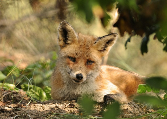 A red fox rests in the grass