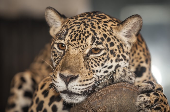Close-up of a Jaguar resting on a log