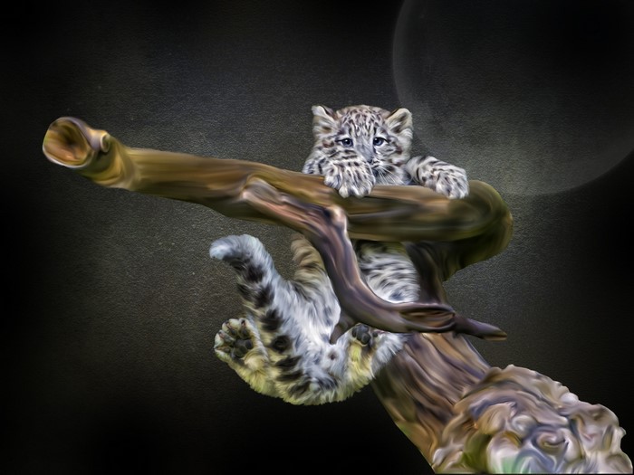 Snow leopard cub on a tree branch