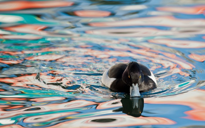 A duck swims in colorful, rippling water