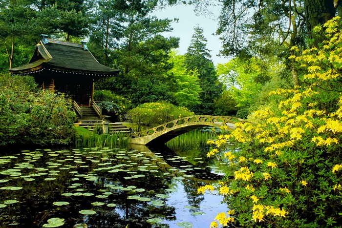 Japanese Garden with Pond, Bridge, and Pagoda