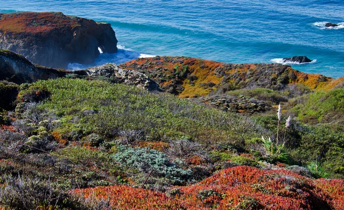 California Coastline with Colorful Vegetation and Ocean Waves