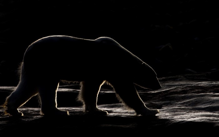Polar bear walking in the dark