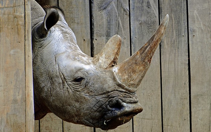 Rhino head peeking through wooden fence