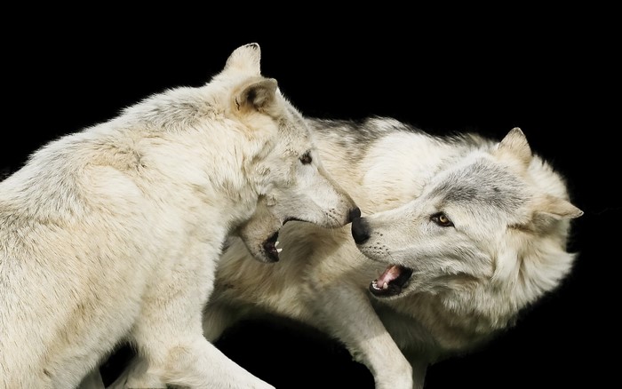 Two white wolves interacting closely
