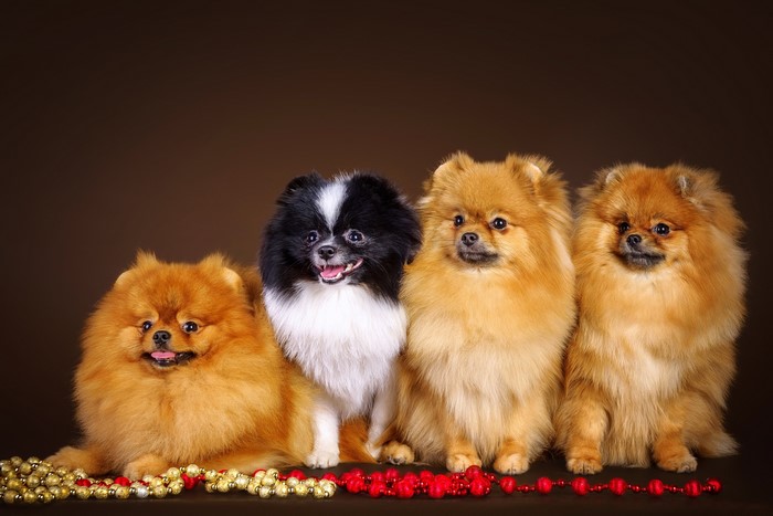 Four Pomeranian dogs and one Japanese Chin dog
