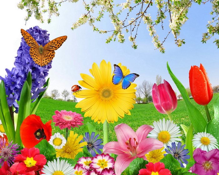 Spring flowers and butterflies in a meadow