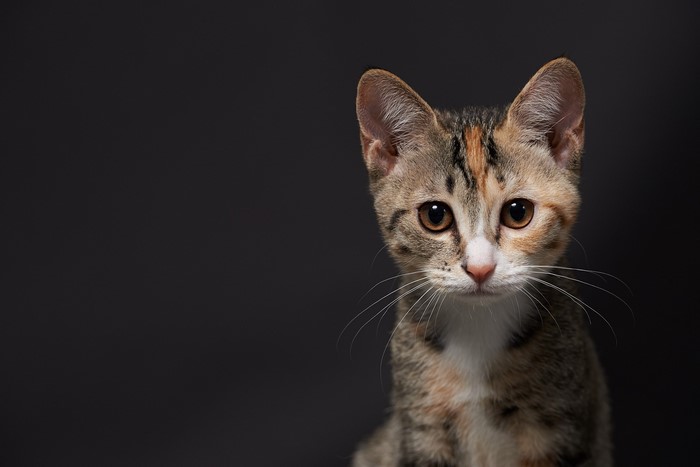 Close-up portrait of a calico kitten looking forward