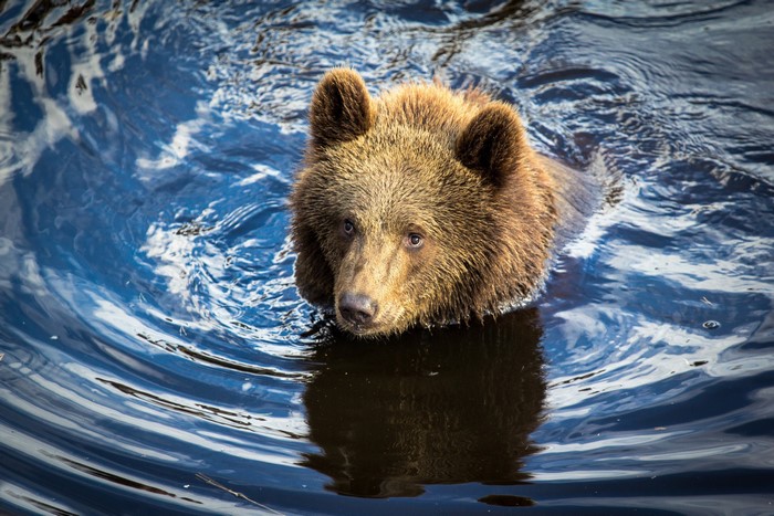 Brown bear swimming in dark blue water