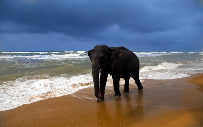 Elephant walking on a sandy beach by the sea