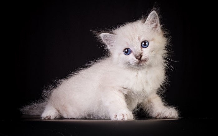 Fluffy white kitten with blue eyes on black background