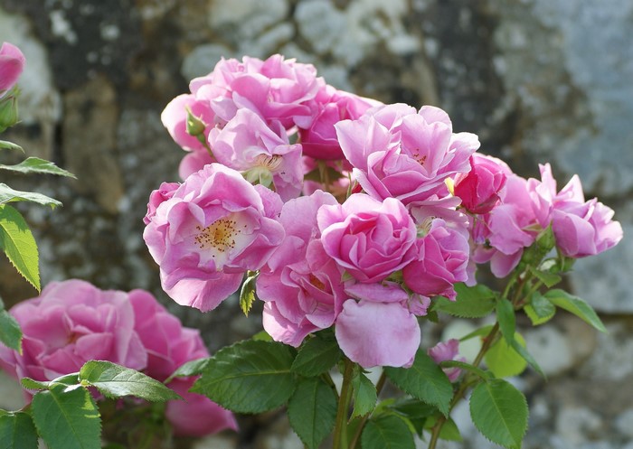 Pink roses blooming against a stone wall
