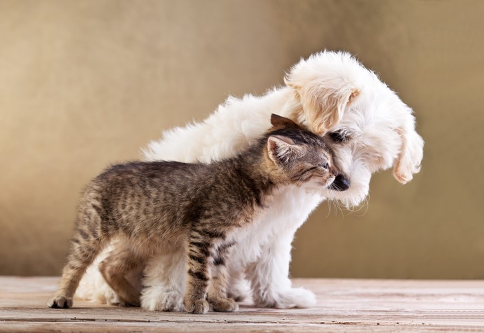Kitten and Havanese Bichon dog