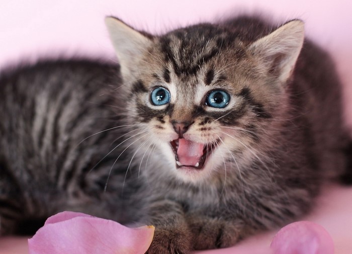 Adorable Blue-Eyed Kitten with Open Mouth