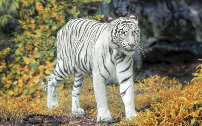 White Tiger Standing in Autumn Foliage