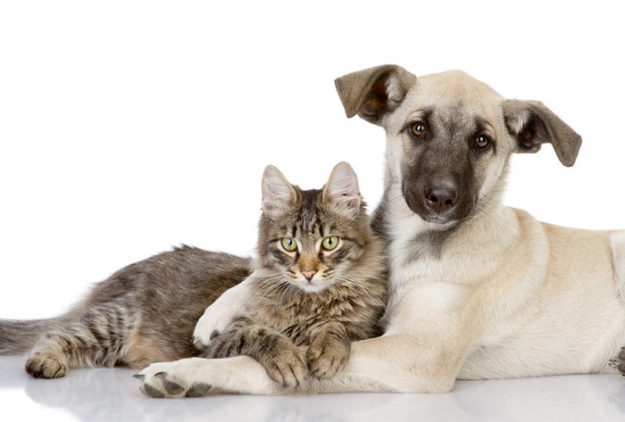 Puppy and Cat Together
