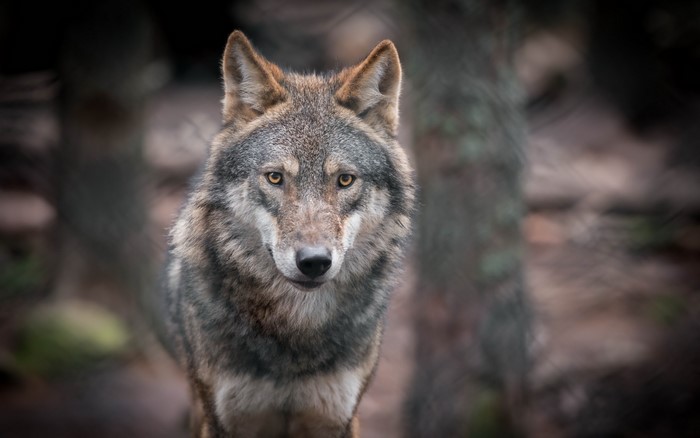 Wolf looking forward in a forest