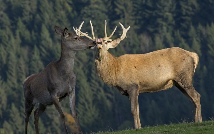 Two deer interacting in a grassy field with a forest background