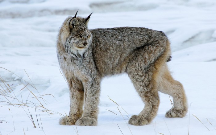 Canada Lynx standing in the snow