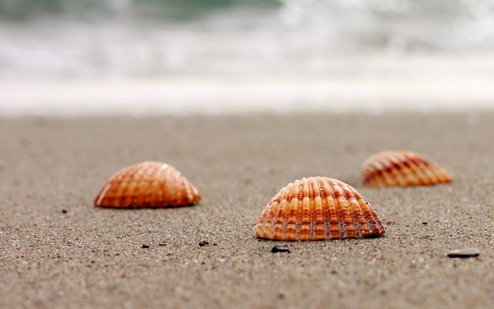 Seashells on a sandy beach with ocean waves