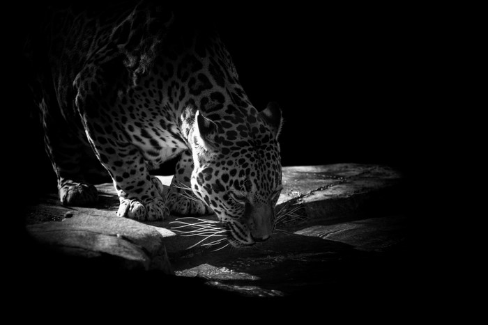 Jaguar drinking water in black and white