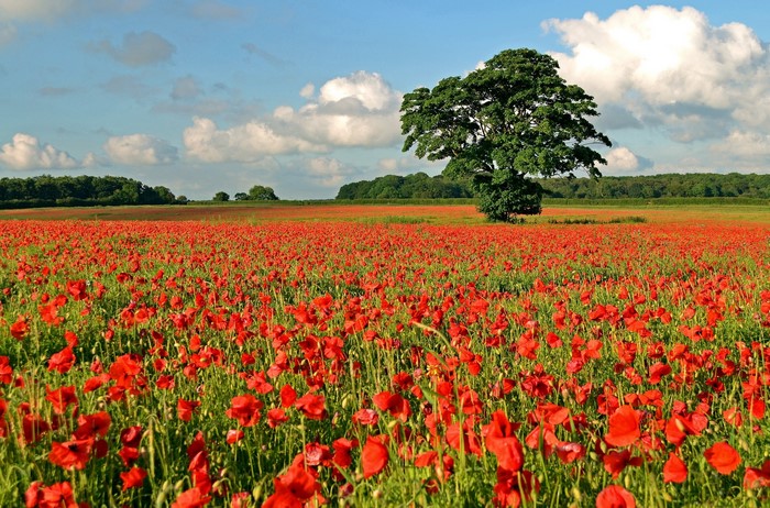 Field of red poppies with a lone tree