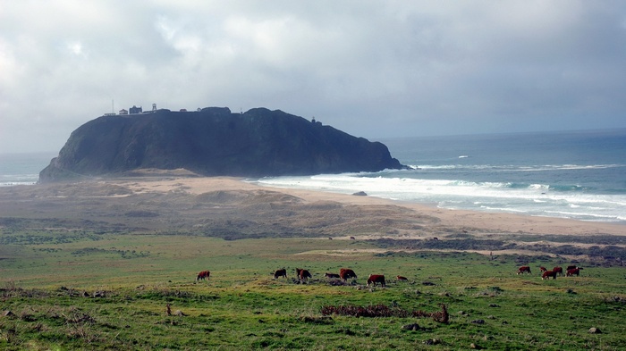 Cows grazing on a grassy hill overlooking the ocean and a lighthouse