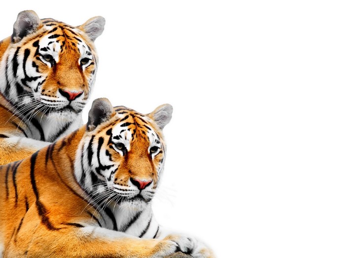 Two tigers on a white background