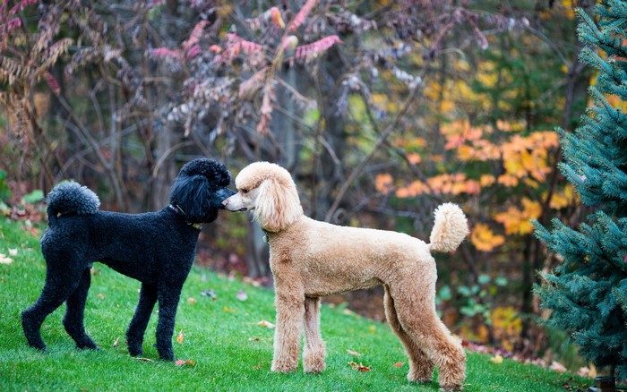 Two poodles, one black and one tan, in a park