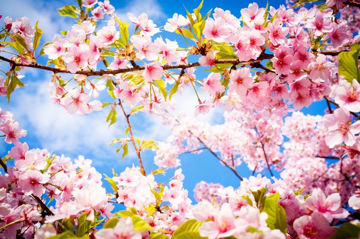 Pink cherry blossoms on branches against a blue sky