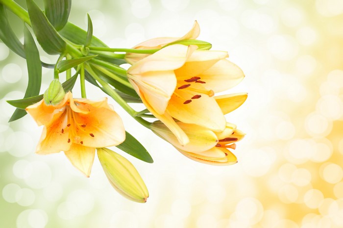 Yellow Alstroemeria flowers with green leaves