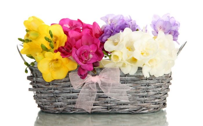 Freesia flowers in a wicker basket