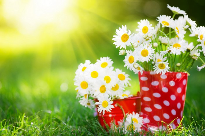 Daisies in red polka dot buckets with sun rays