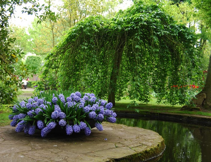 A park with hyacinths, trees, and a pond